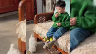 这个家就多肉对小狗好