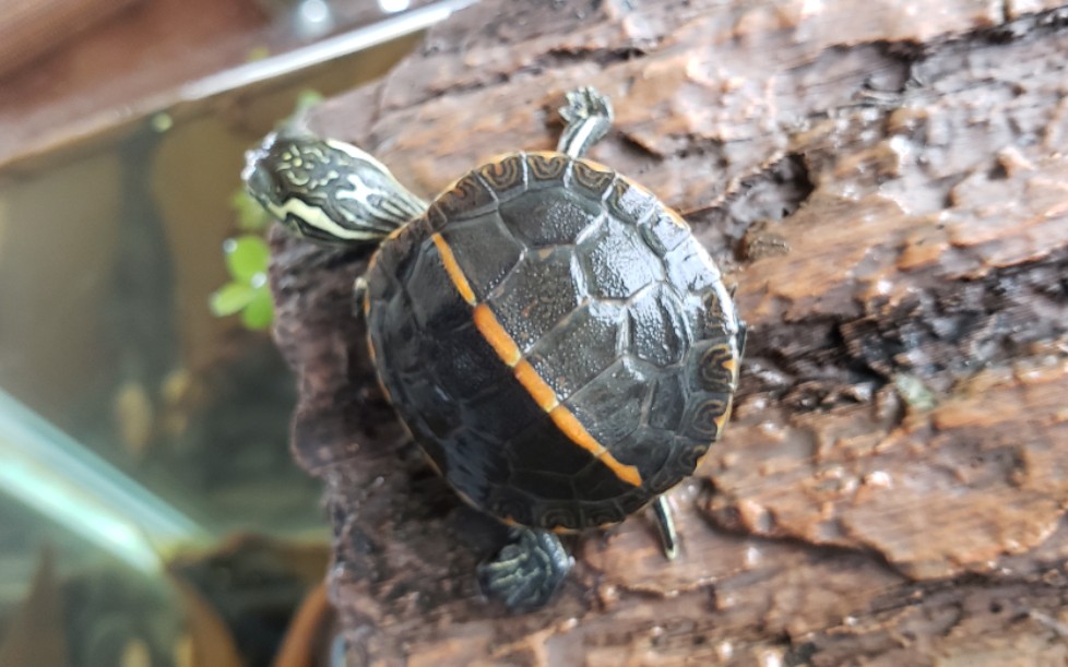 超级跟手的 南锦龟_哔哩哔哩 (゜-゜)つロ 干杯~-bilibili