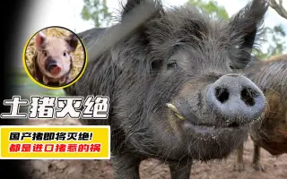 中华本土社会科学 搜索结果 哔哩哔哩 Bilibili