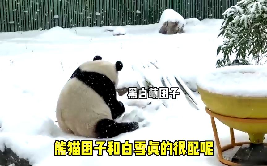 北京动物园的熊猫们在大雪天会干啥?哔哩哔哩bilibili