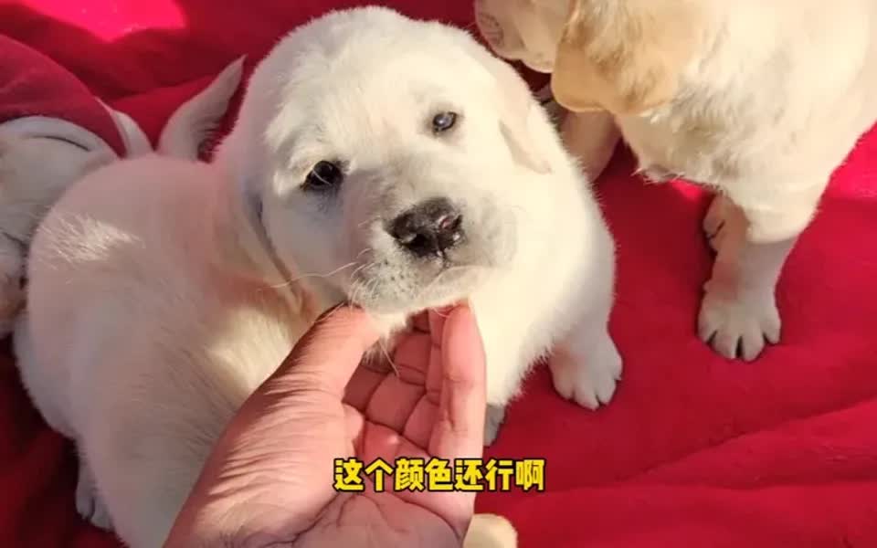 拉布拉多犬性格温顺服从好的中型犬种哔哩哔哩bilibili