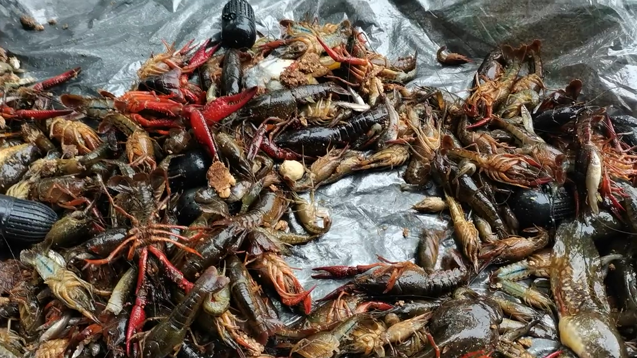 户外池塘抓龙虾好多都被闷在水下不动了可惜小龙虾抓龙虾鱼获户外