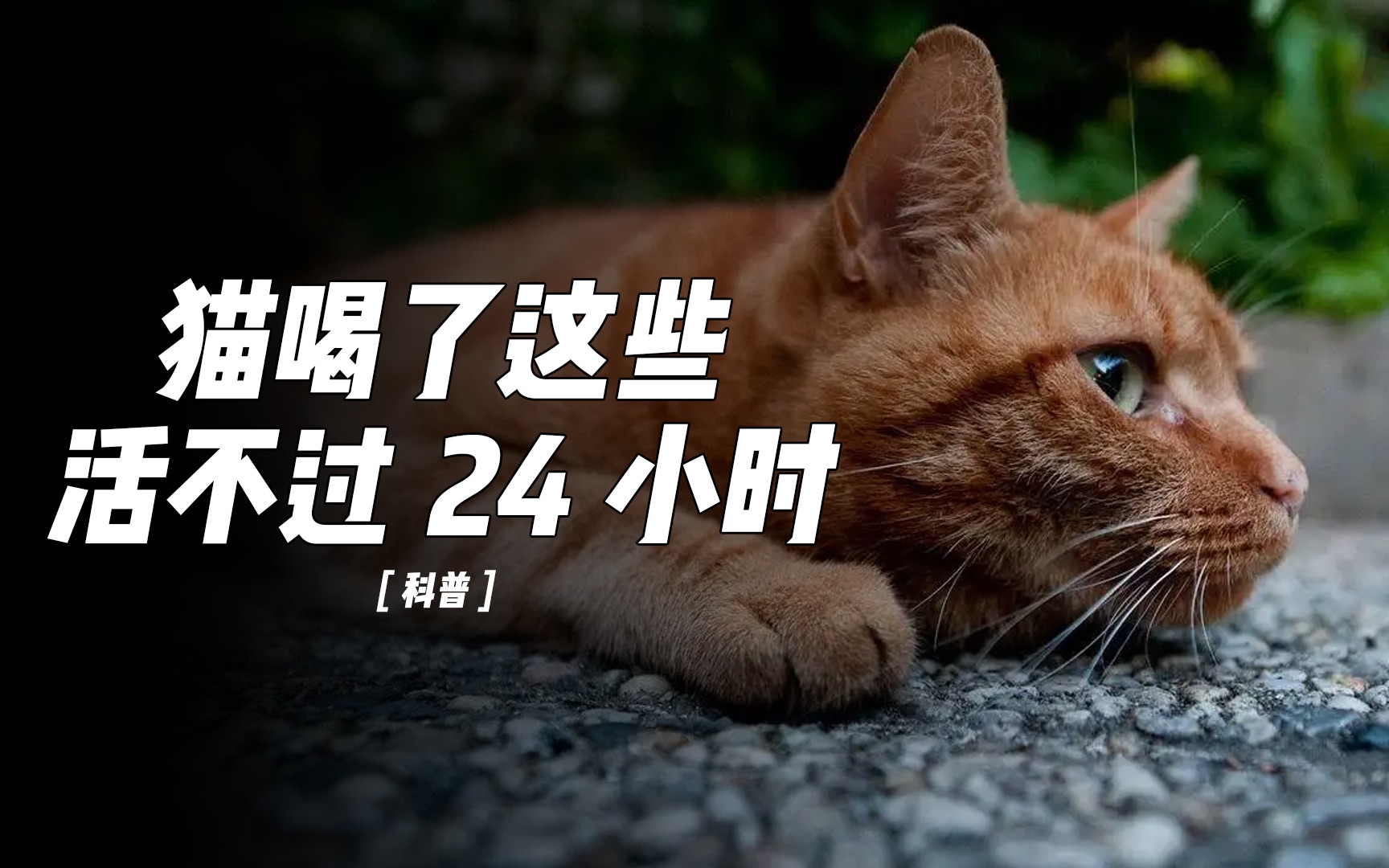 [图]别让无知害了猫，猫咪不能喝的五种水