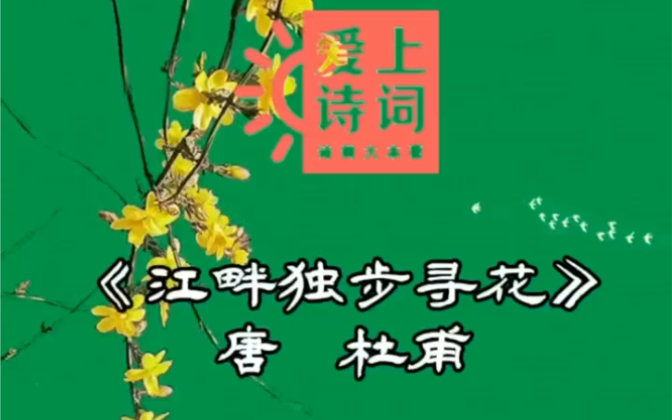 《江畔独步寻花》唐 杜甫 唐诗宋词 一首诗一个故事哔哩哔哩bilibili