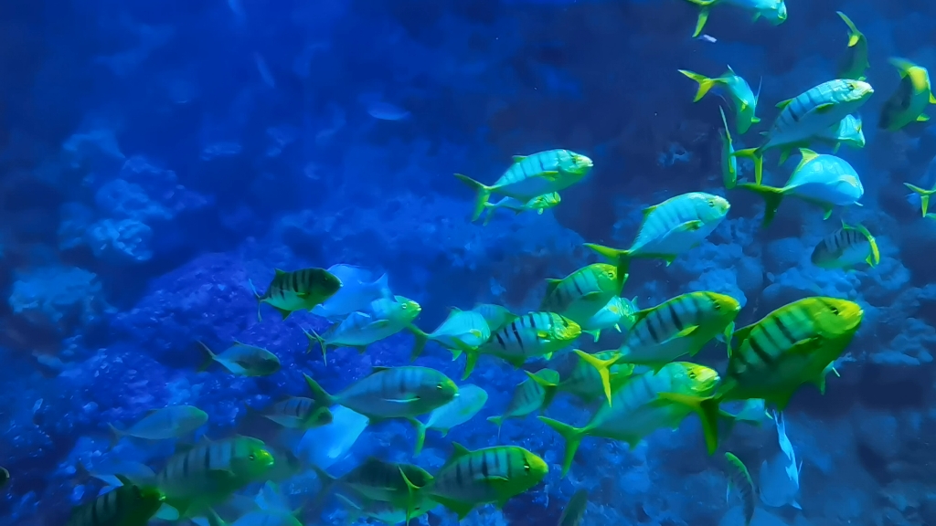 求青岛海昌极地海洋世界的背景音乐