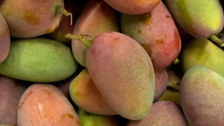 海南树上熟蜜蜂芒今天开始恢复发货