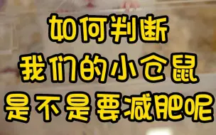 下载视频: 如何判断我们的小仓鼠是不是要减肥呢？