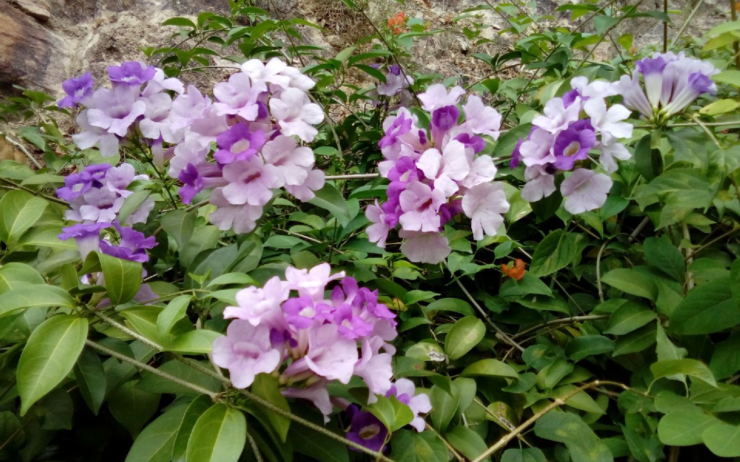 蒜香藤又名紫铃藤