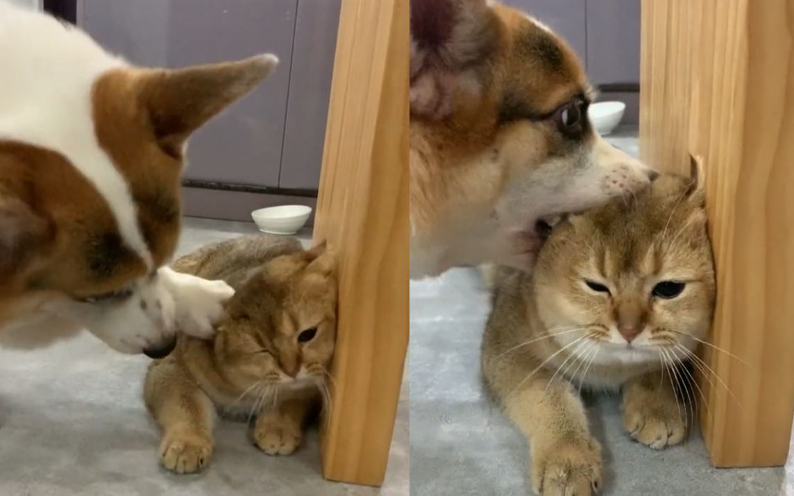 柯基看橘猫很好欺负,张开嘴巴就要咬它猫头,真是搞笑的狗