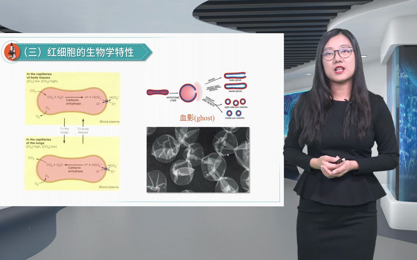 4.4细胞质膜相关的膜骨架细胞生物学黄萱哔哩哔哩bilibili