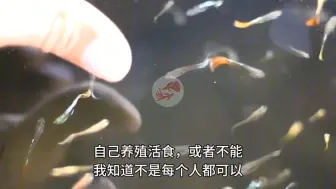 下载视频: 【经验】孔雀鱼怎样加快生长速度？