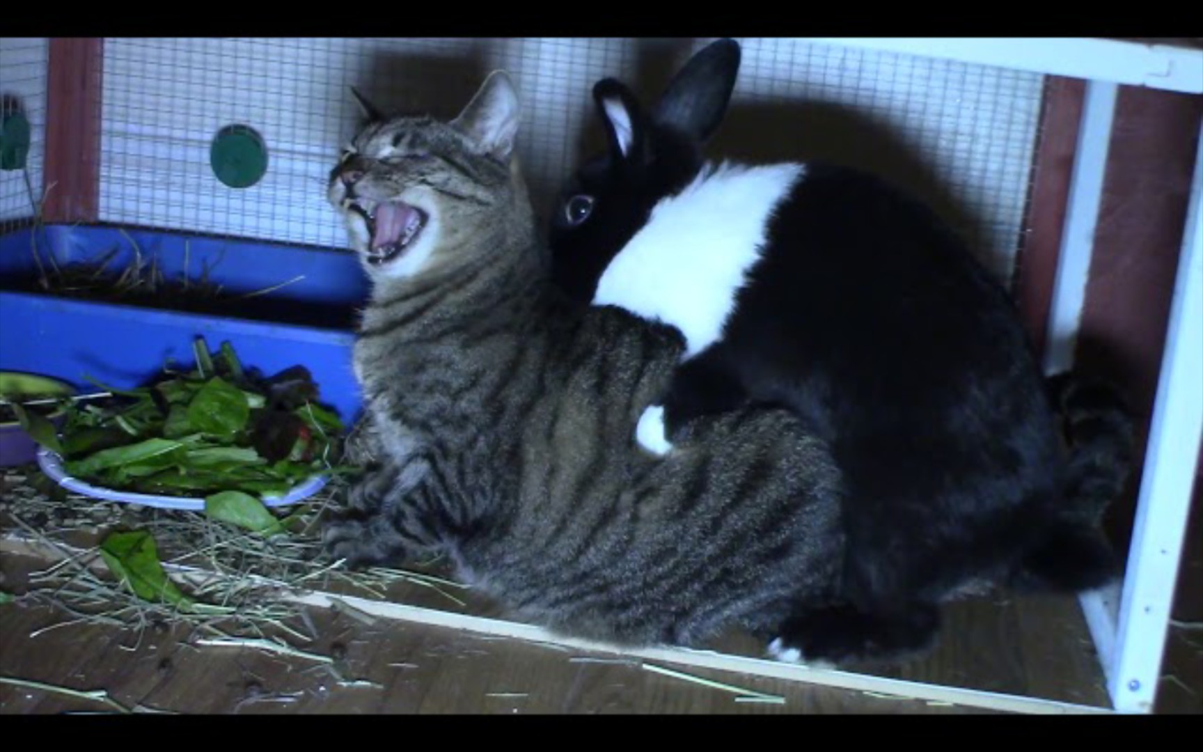 兔哥,你要干什么?