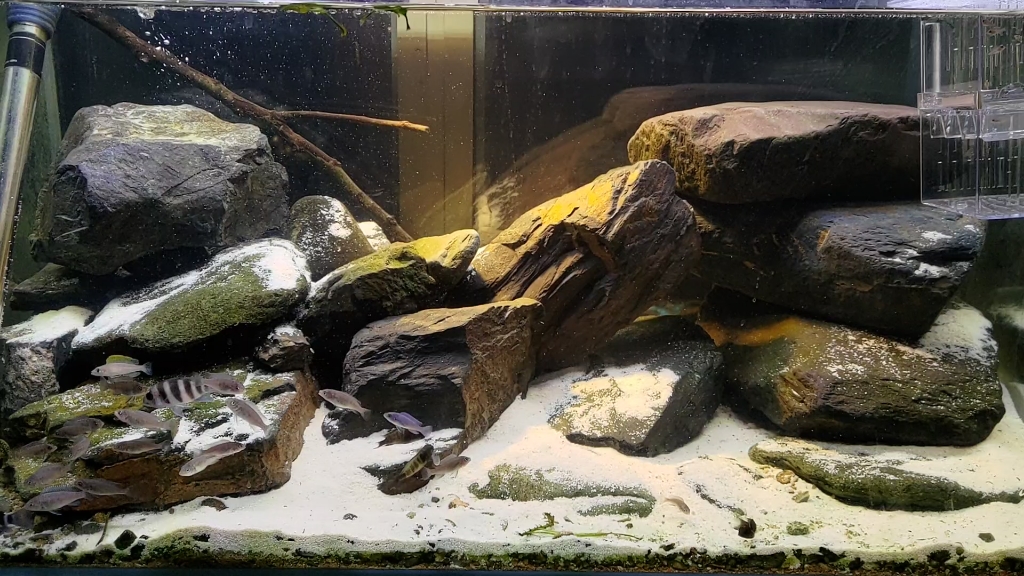 水猫家买的景,三湖慈鲷缸