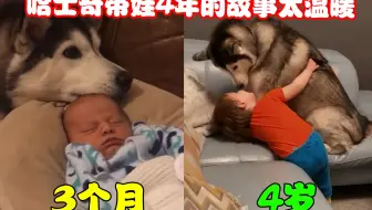 哈士奇从拆家改带娃，4年时间陪伴宝宝一起成长，真是太温暖了！
