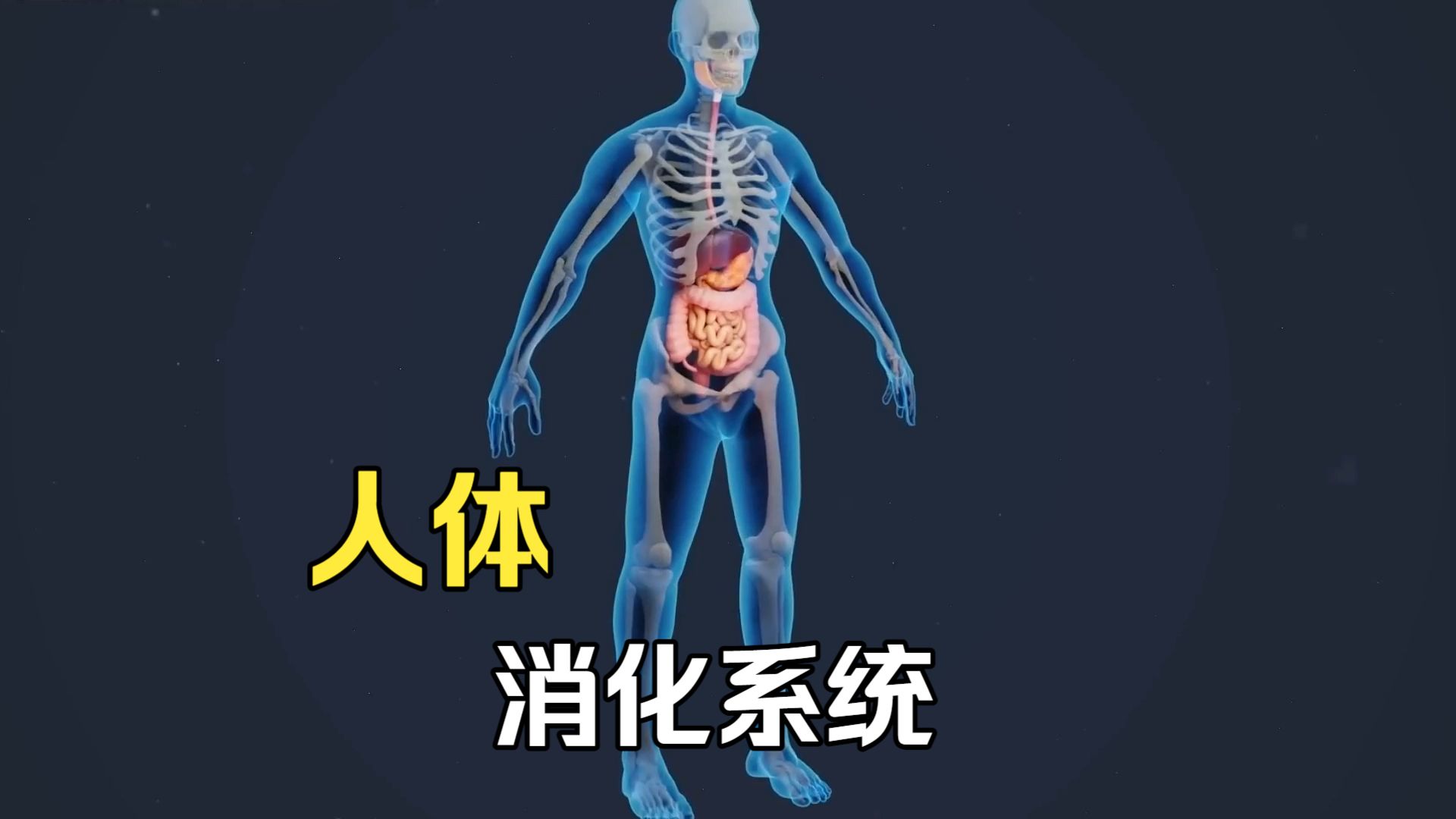 吃进去的东西，是如何一步一步消化的