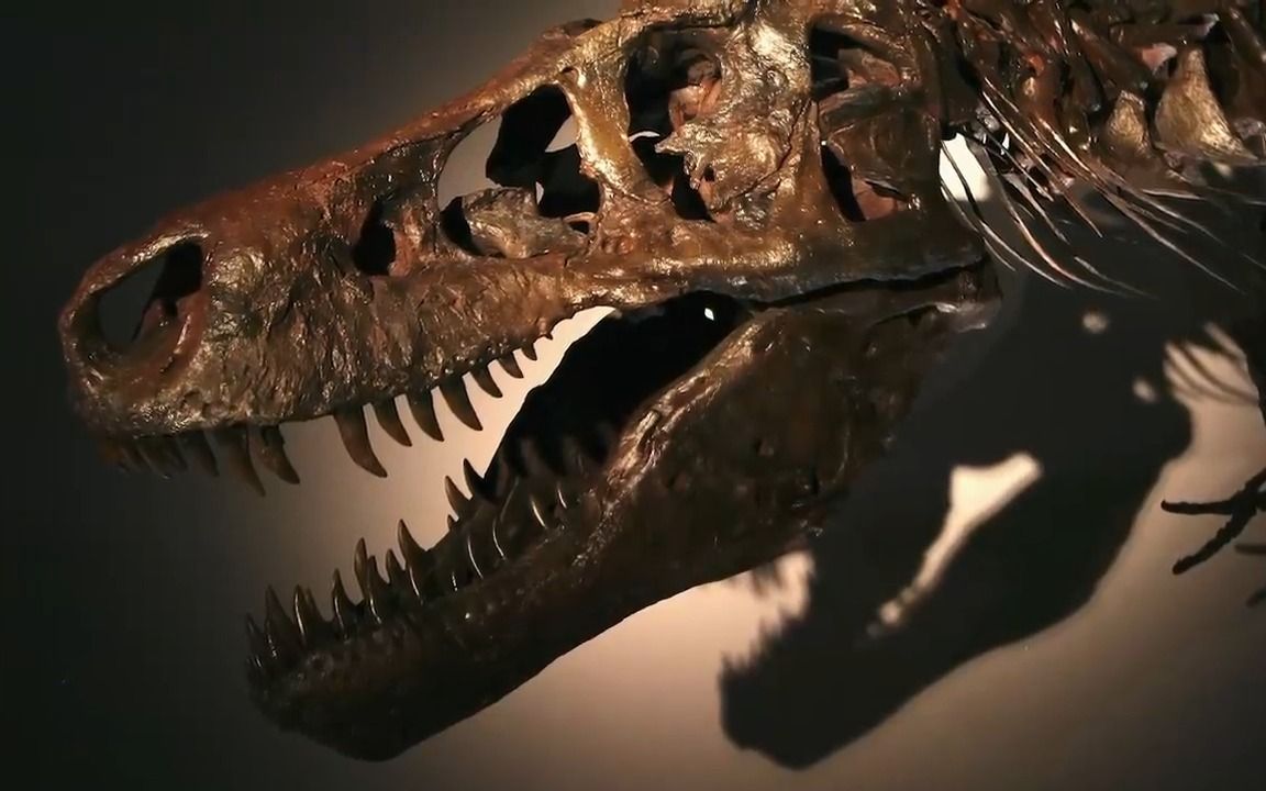 霸王龙苏传奇 - 资源合集 - 小不点搜索