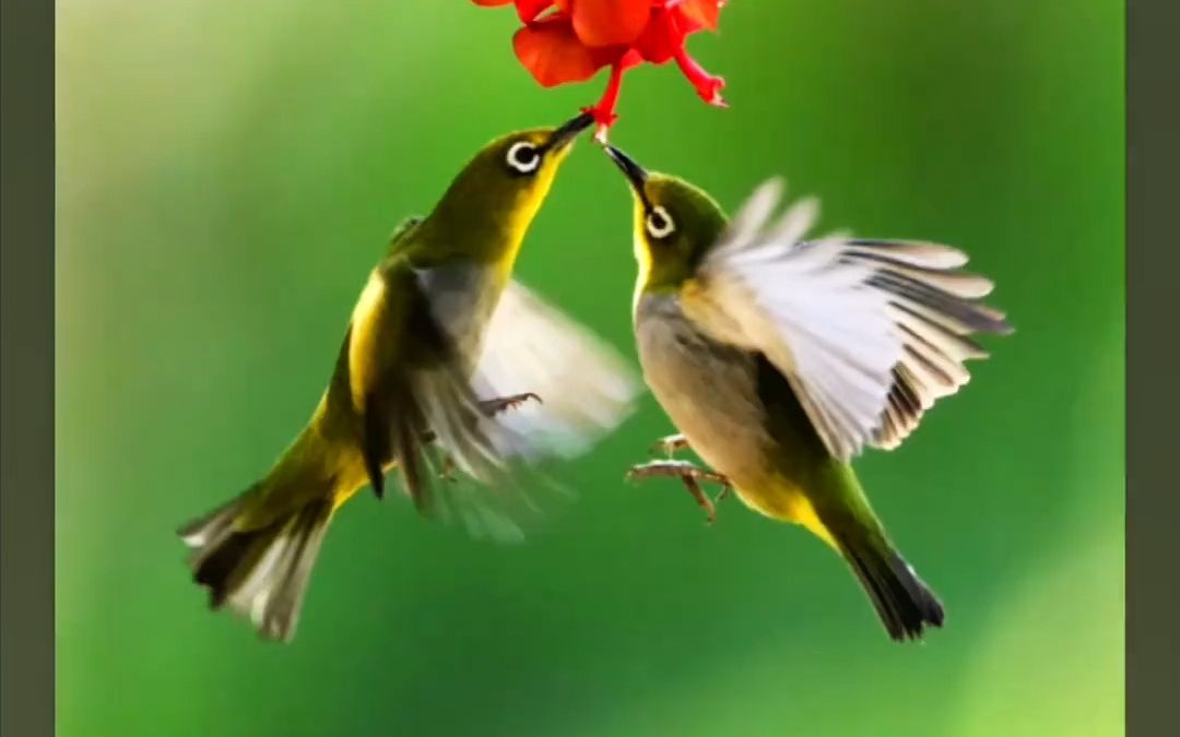 比翼鸟:一目一翼,雌雄须并翼飞行,比喻恩爱夫妻,象征爱的守护神.