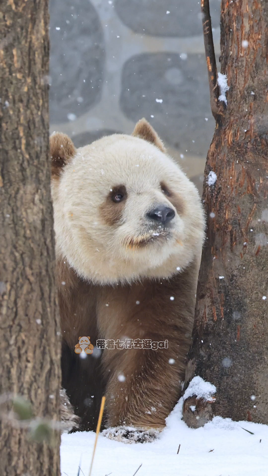 【大熊猫七仔】拽七90萌萌哒