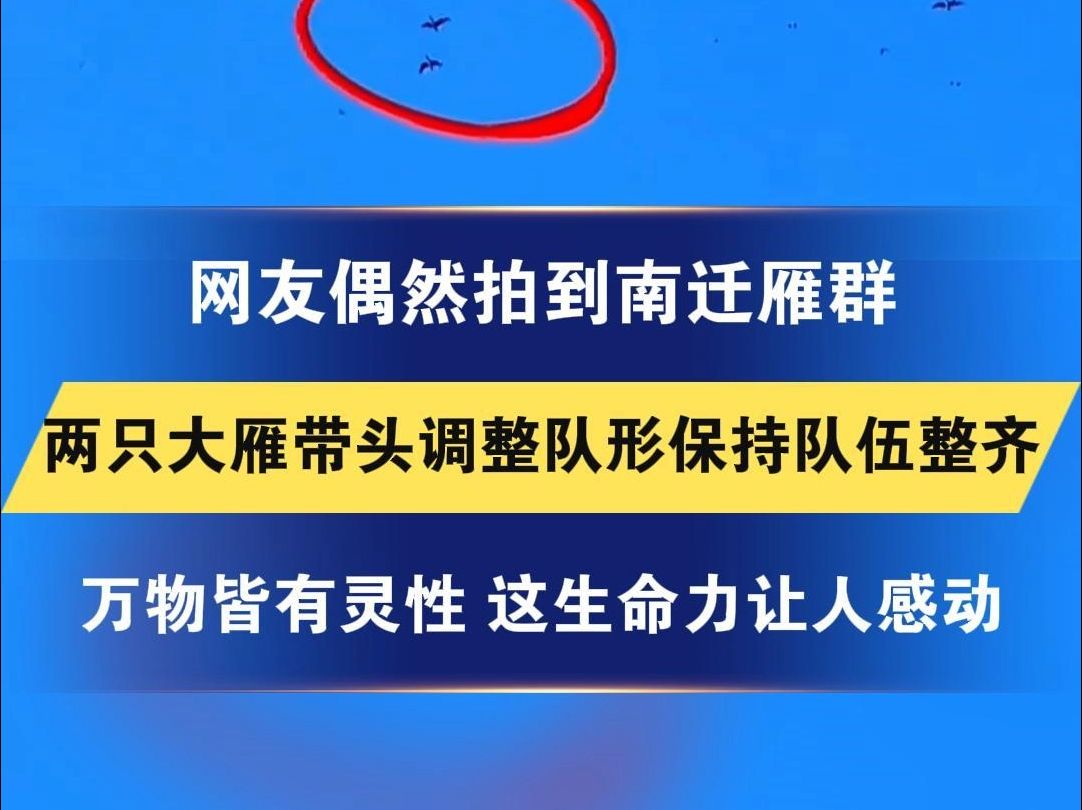 网友偶然拍到南迁雁群 两只大雁带头调整队形保持队伍整齐 万物皆有灵性 这生命力让人感动哔哩哔哩bilibili