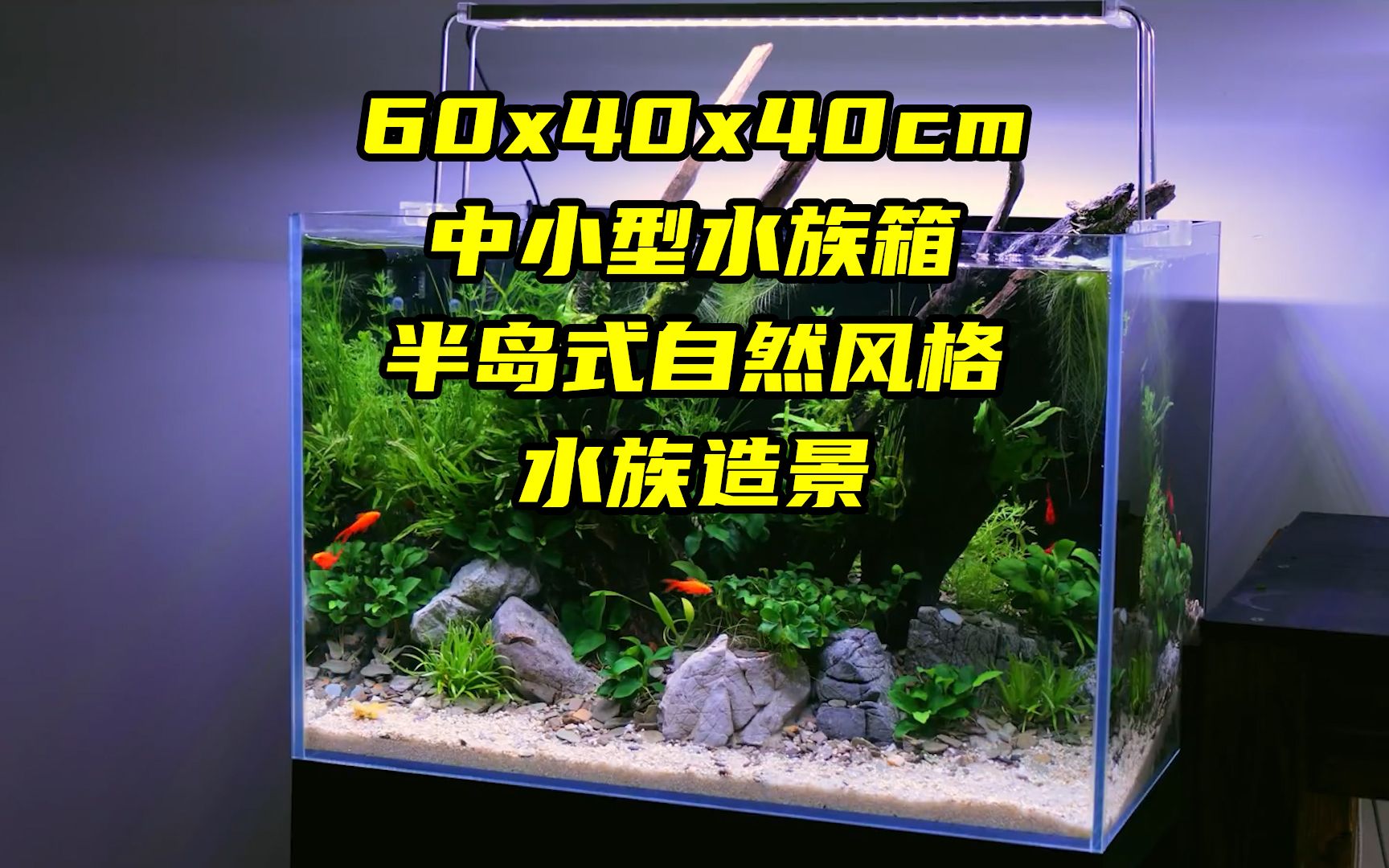 半岛式的自然风格水族造景,无CO2,60x40x40cm的中小型水族箱哔哩哔哩bilibili