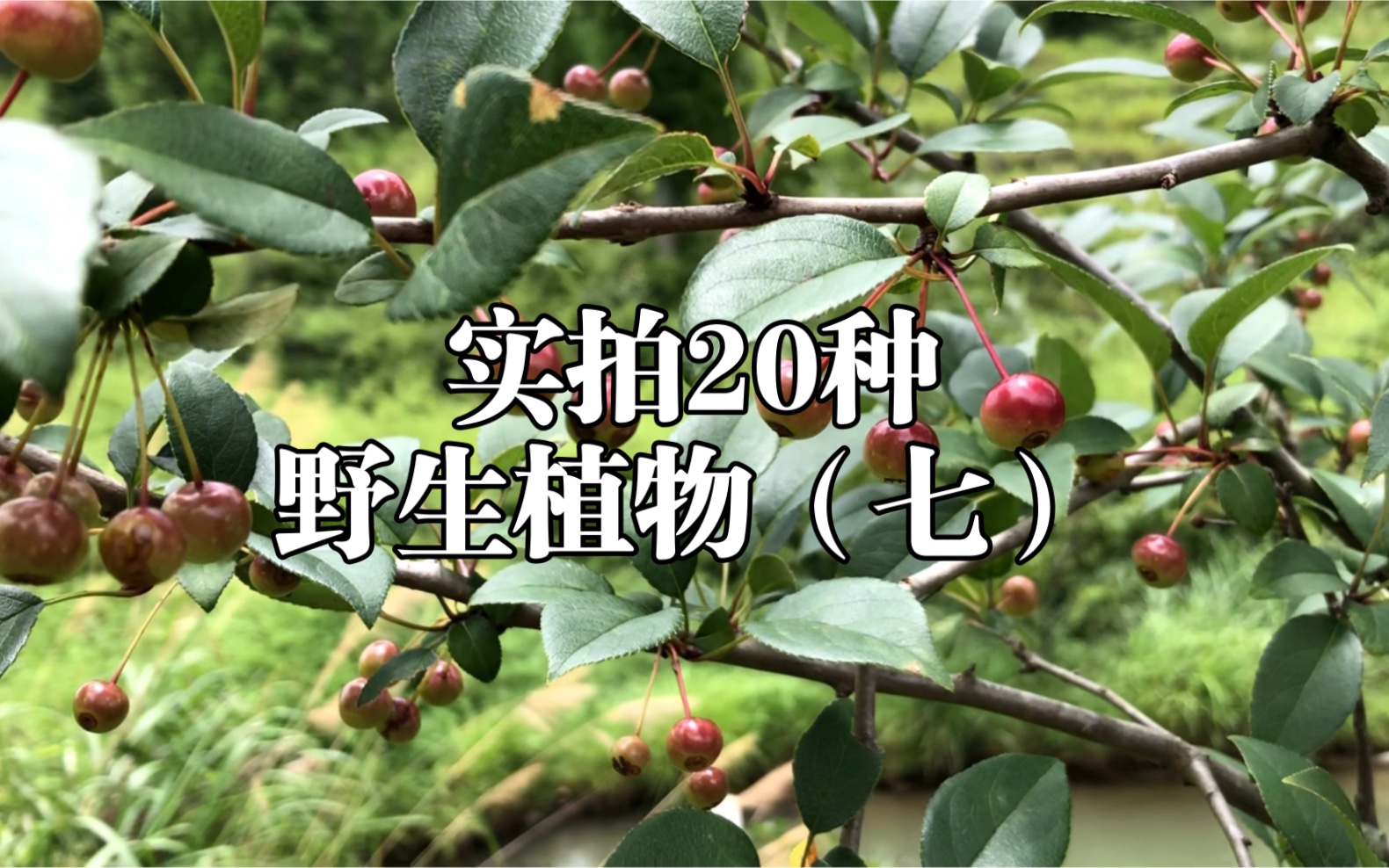 野外实拍20种野生植物(七)好久没来一期了,你见过几种呢?哔哩哔哩bilibili