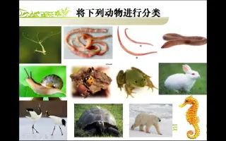 无脊椎动物 哔哩哔哩 Bilibili 无脊椎动物 哔哩哔哩 Bilibili