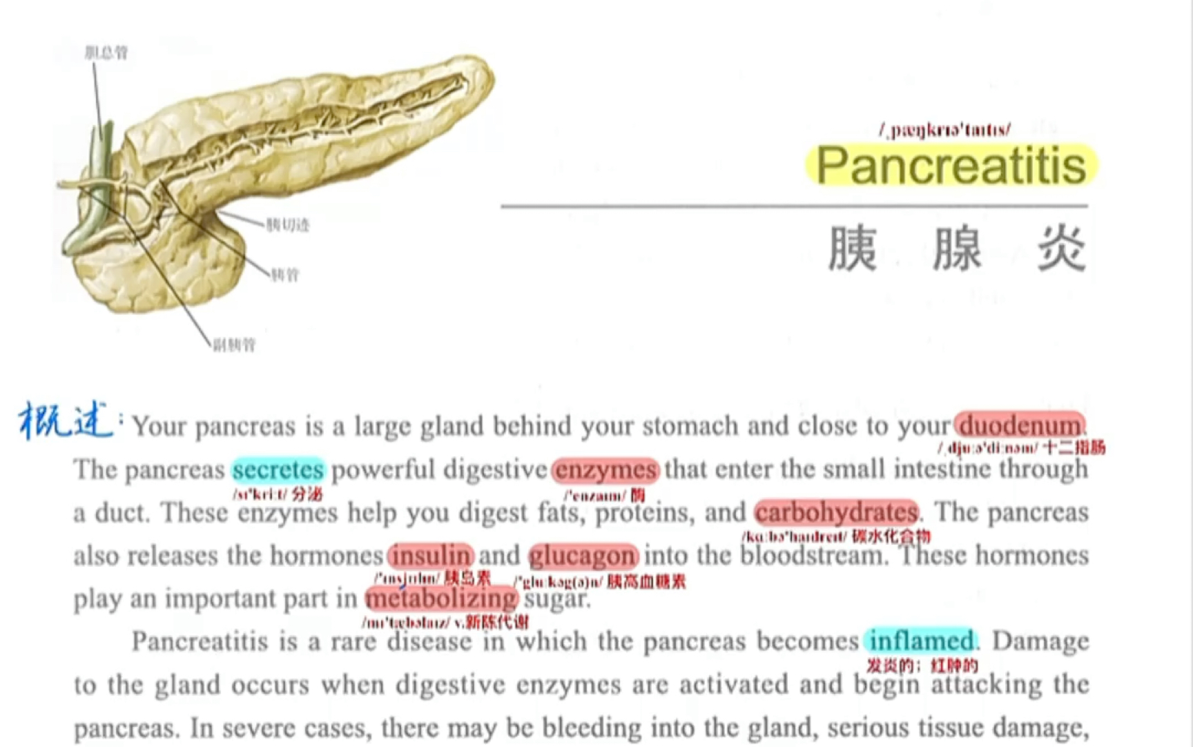 急性胰腺炎|医学英语文章朗读,好好听哦(认真听哦!)哔哩哔哩bilibili