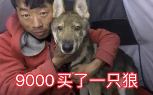 Tải video: 9000元买了一只捷克狼犬，以后它陪我一起流浪