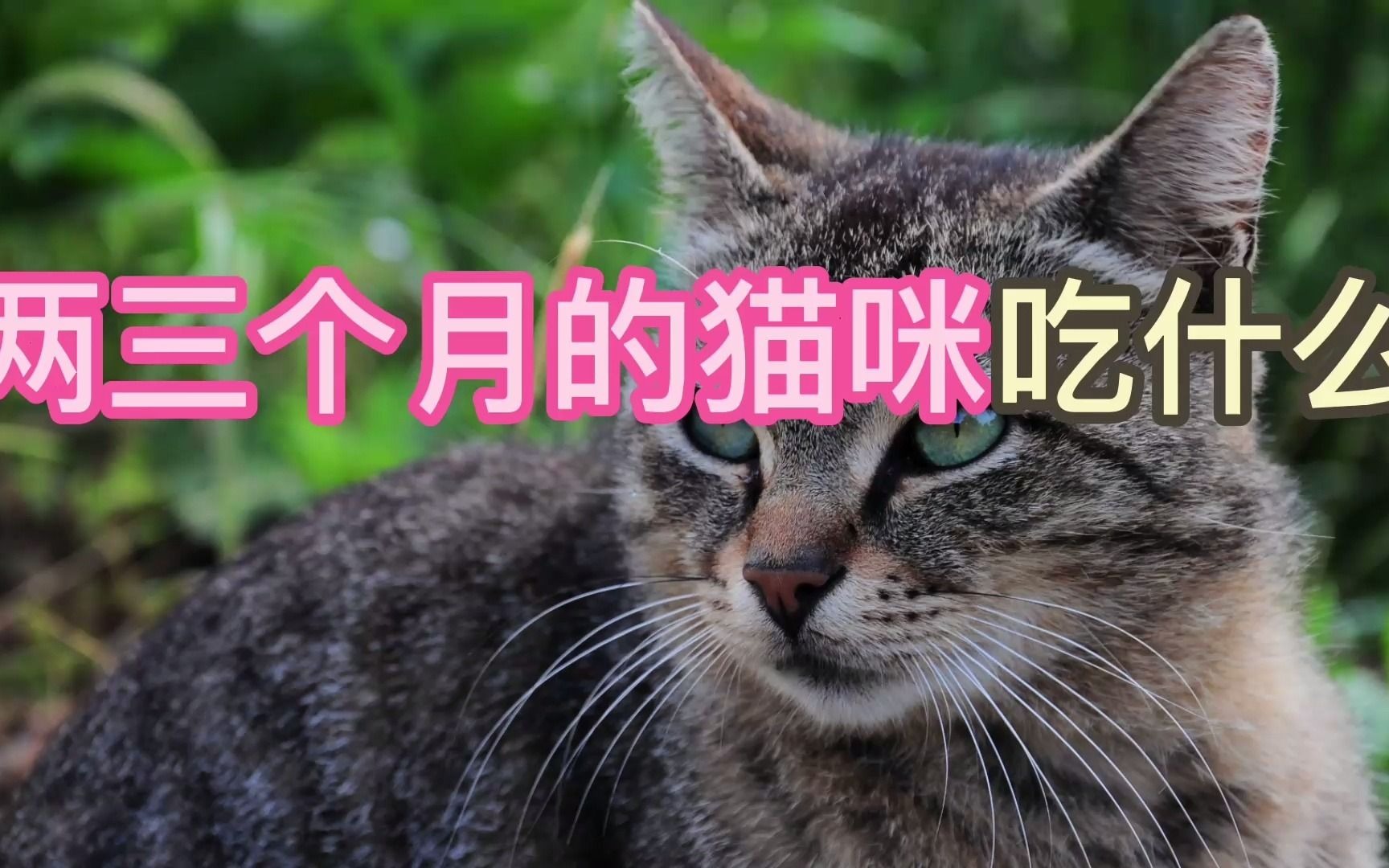 两三个月的猫咪吃什么哔哩哔哩bilibili