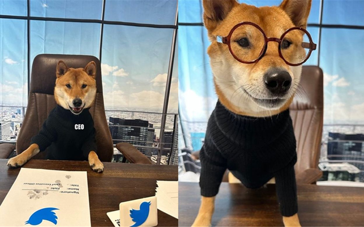 为了流量整活?马斯克计划年底卸任推特ceo,任命小狗接班