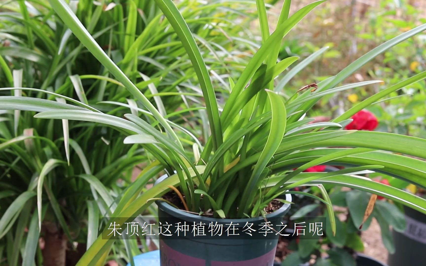 朱顶红叶子总是从上往下干枯,咋办?