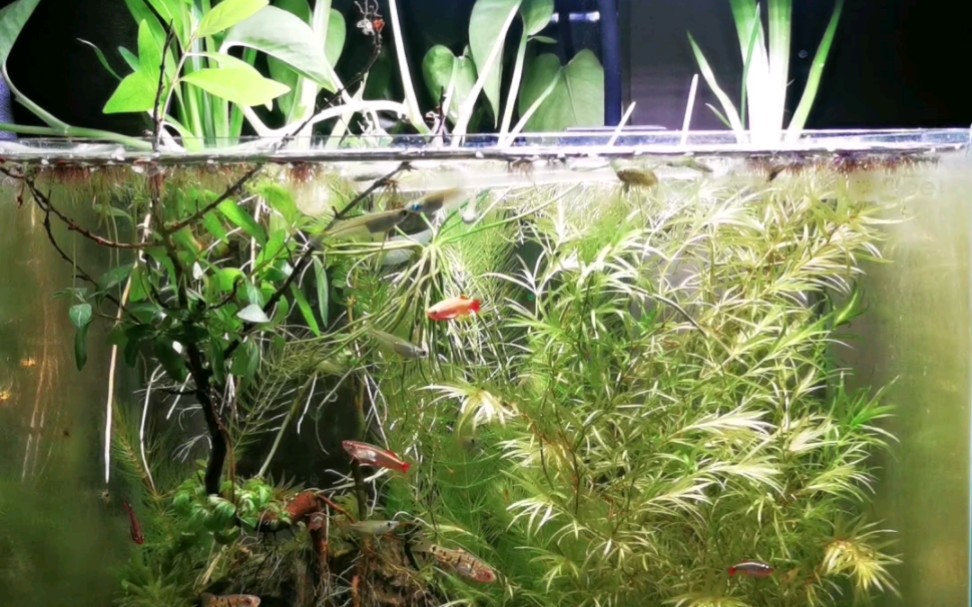 随手拍|三无缸之爆缸的竹节草