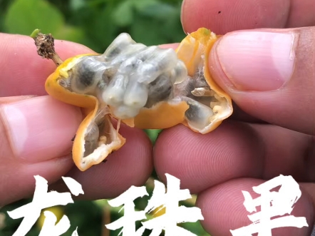 龙珠果,大自然的奇妙馈赠!其果形独特,犹如神秘龙珠.