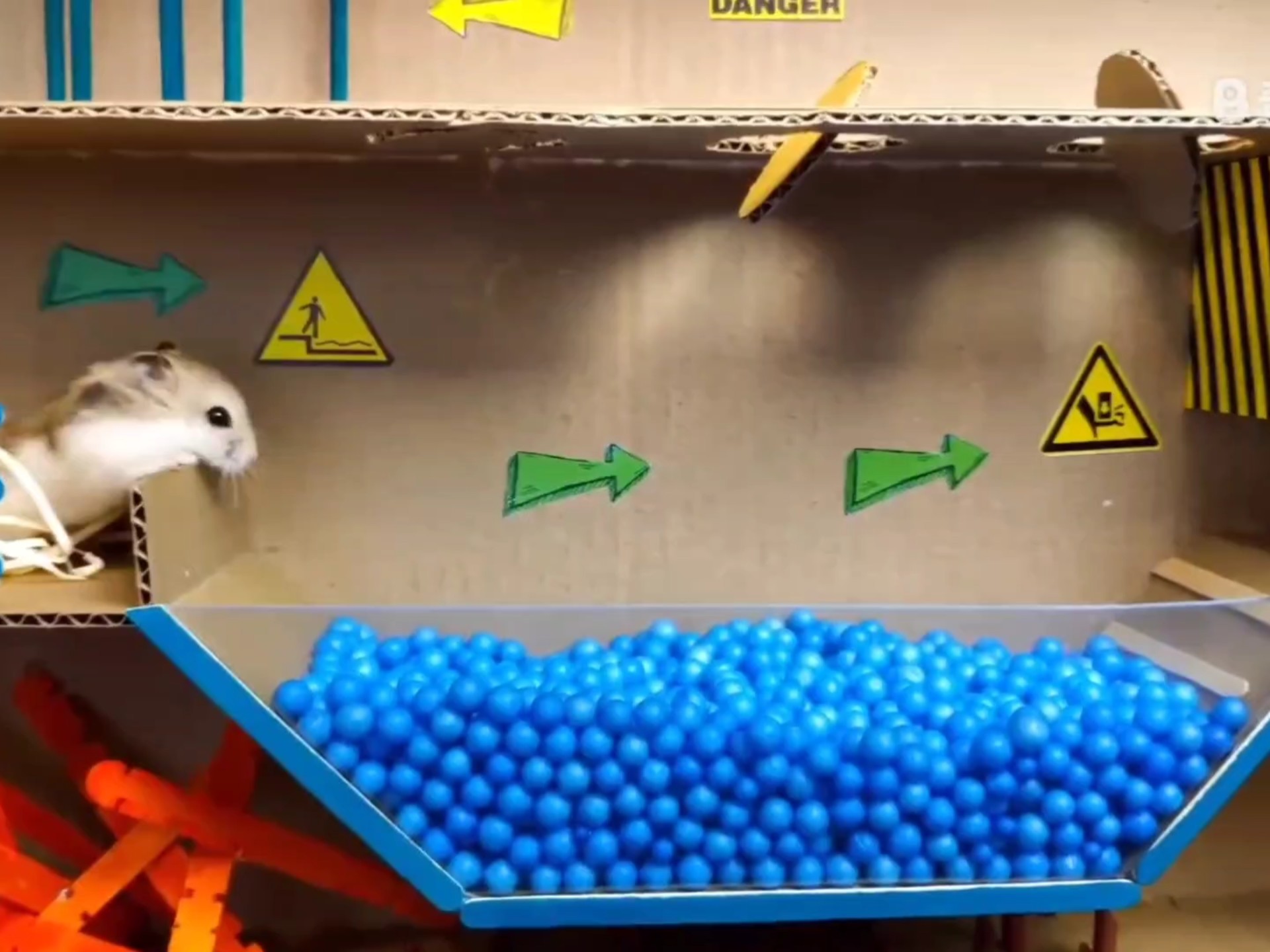 仓鼠大冒险:小仓鼠闯迷宫靠着嗅觉和软骨功突围,实鼠不易啊