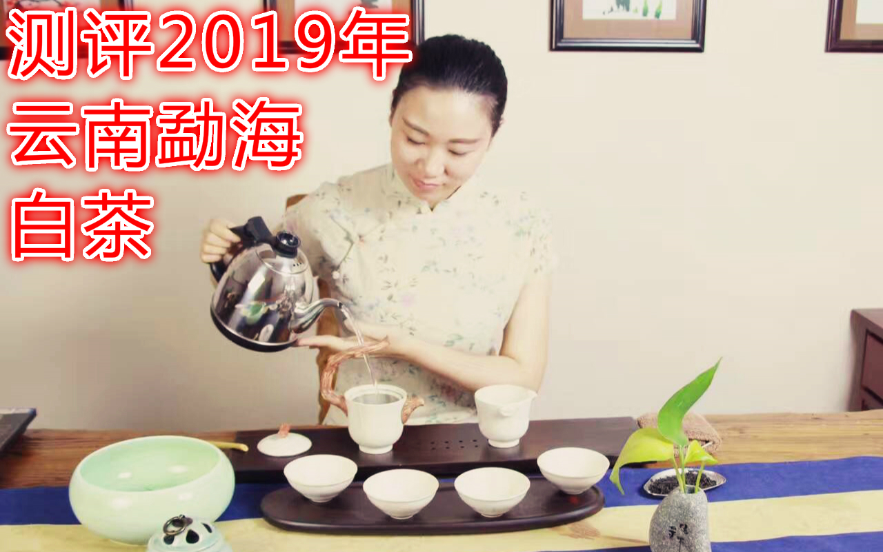 测评2019年云南勐海白茶哔哩哔哩bilibili