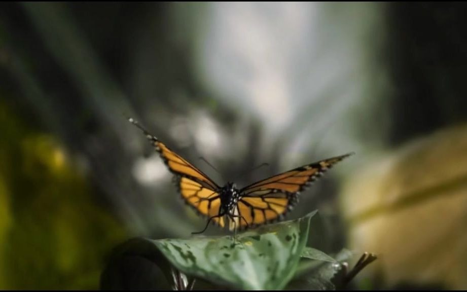 音乐诗画-钢琴与小提琴《秘密花园》,时间画布上飞舞的蝴蝶