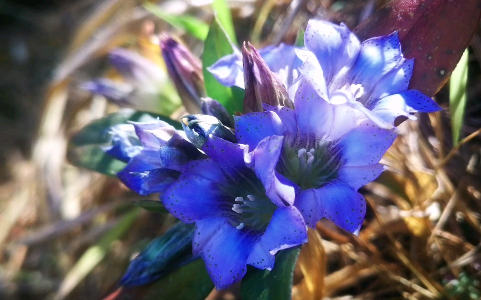 云南高原龙胆花,天空有多蓝,花就有多蓝.非常适合阳台盆景.