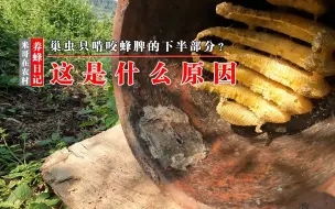 Tải video: 养蜂小知识，巢虫只啃咬蜂脾的下半部分，知道这是什么原因吗