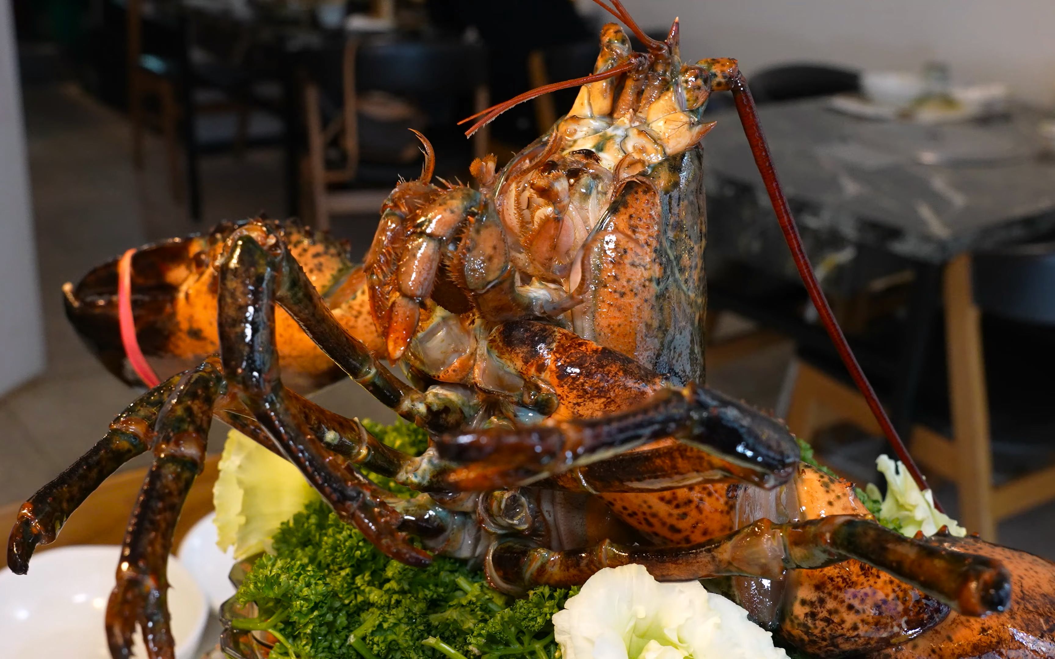 大龙虾套餐 超大龙虾 龙虾生鱼片没有预约就很难吃到