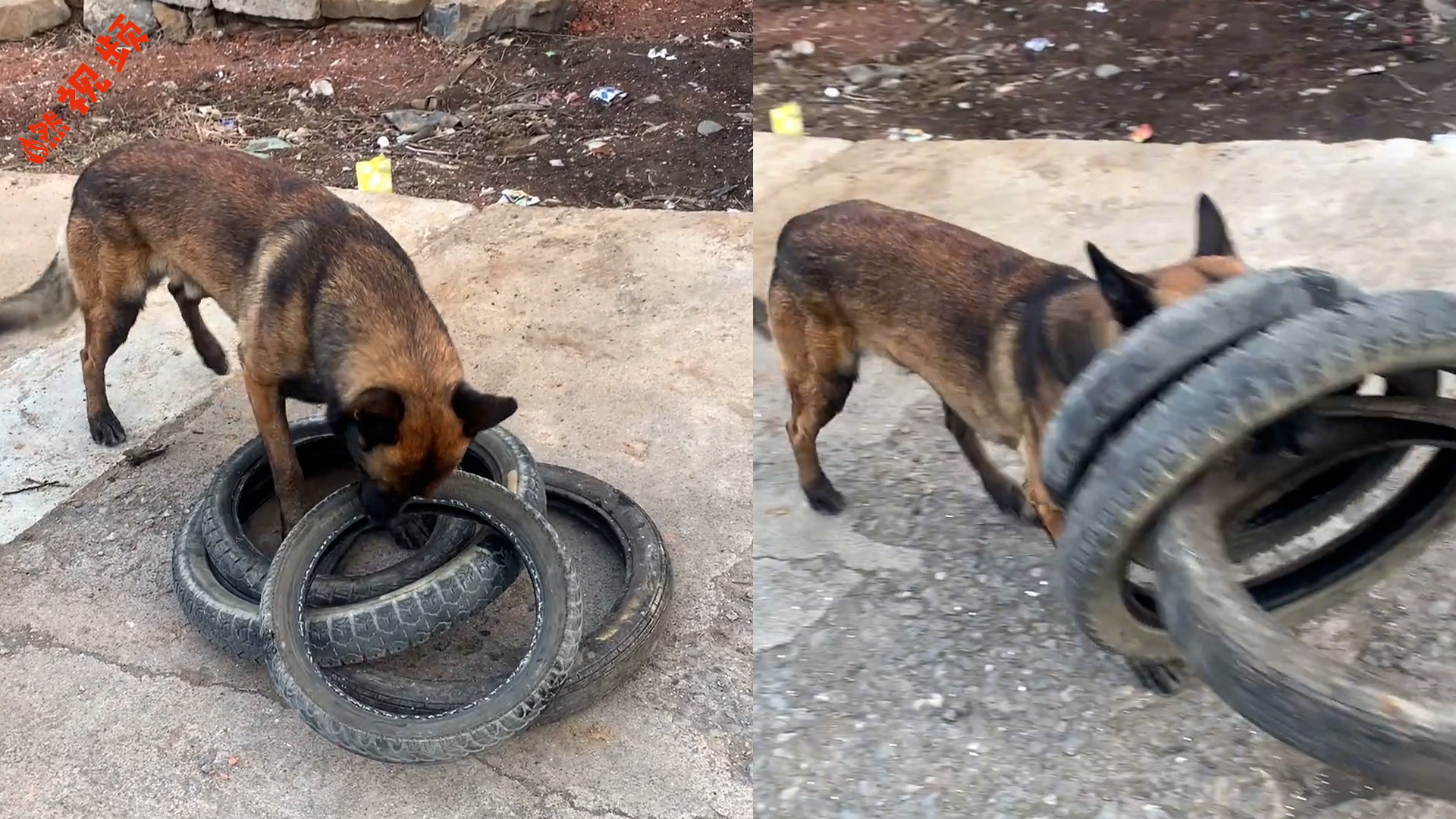 狗狗帮主人拿轮胎,一次性叼起四个惹网友惊呼:狗比我都能拿!