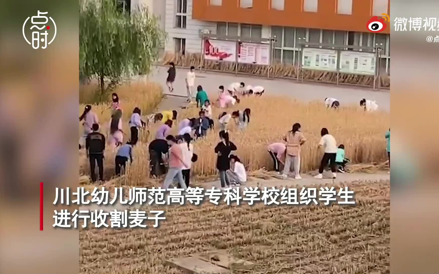 [图]大丰收！学校利用荒地开展农耕学习，收割的作物供给食堂