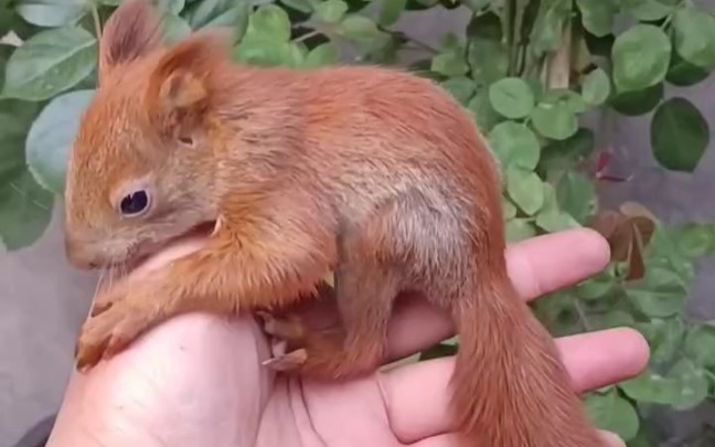 极品红魔王松鼠幼崽亲人可爱松鼠中的佼佼者