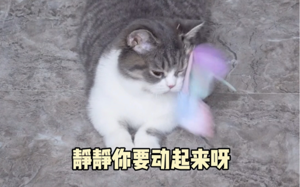 小猪咪文静减肥记哔哩哔哩bilibili