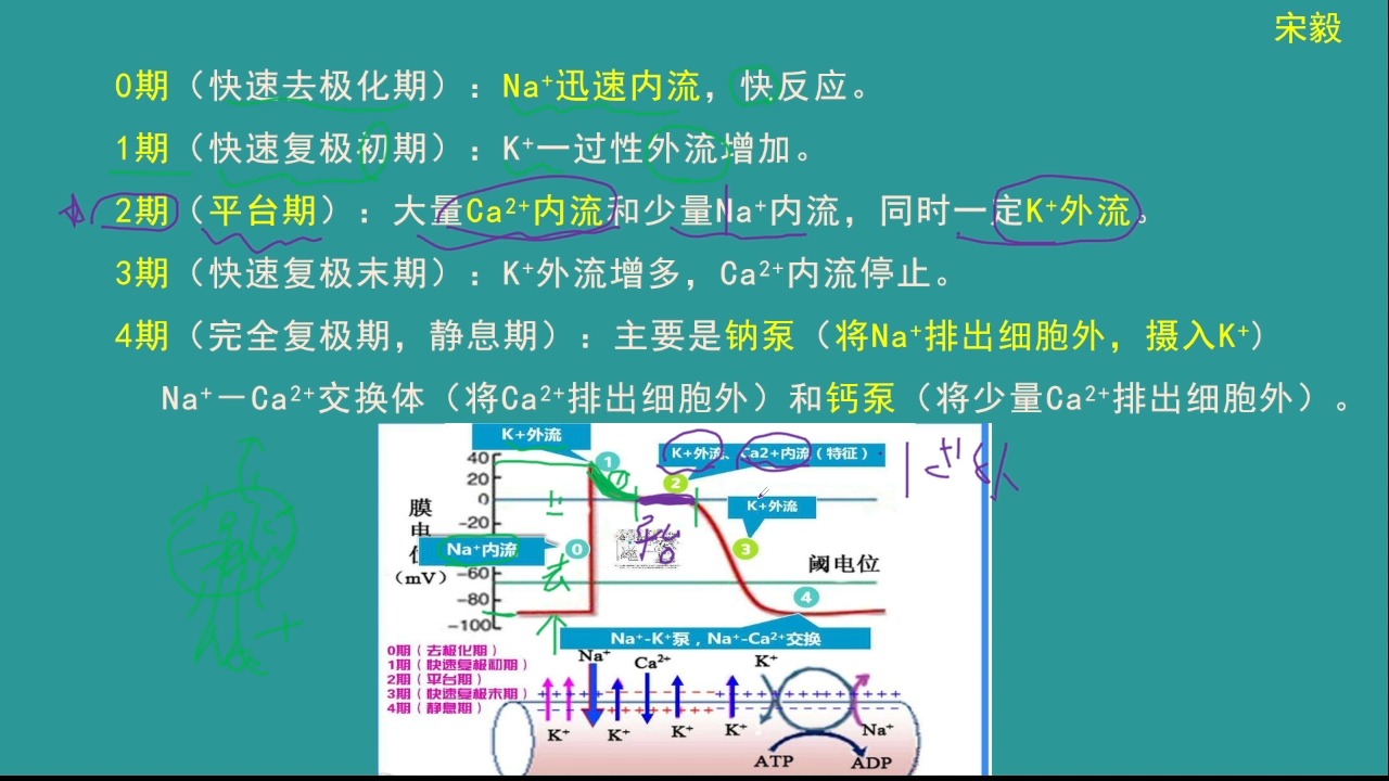 生理学—心室肌细胞动作电位的分期和各期形成的机制以及特点哔哩哔哩bilibili