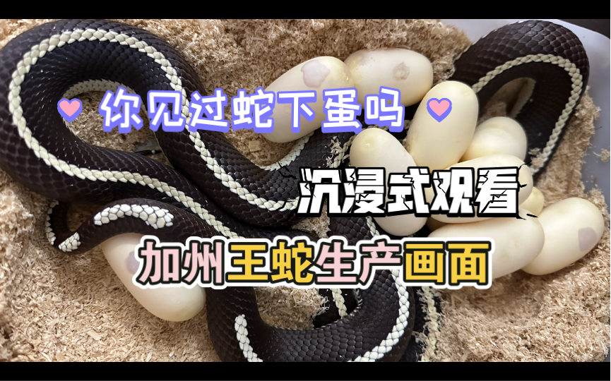 你见过蛇下蛋吗?加州王蛇生产画面