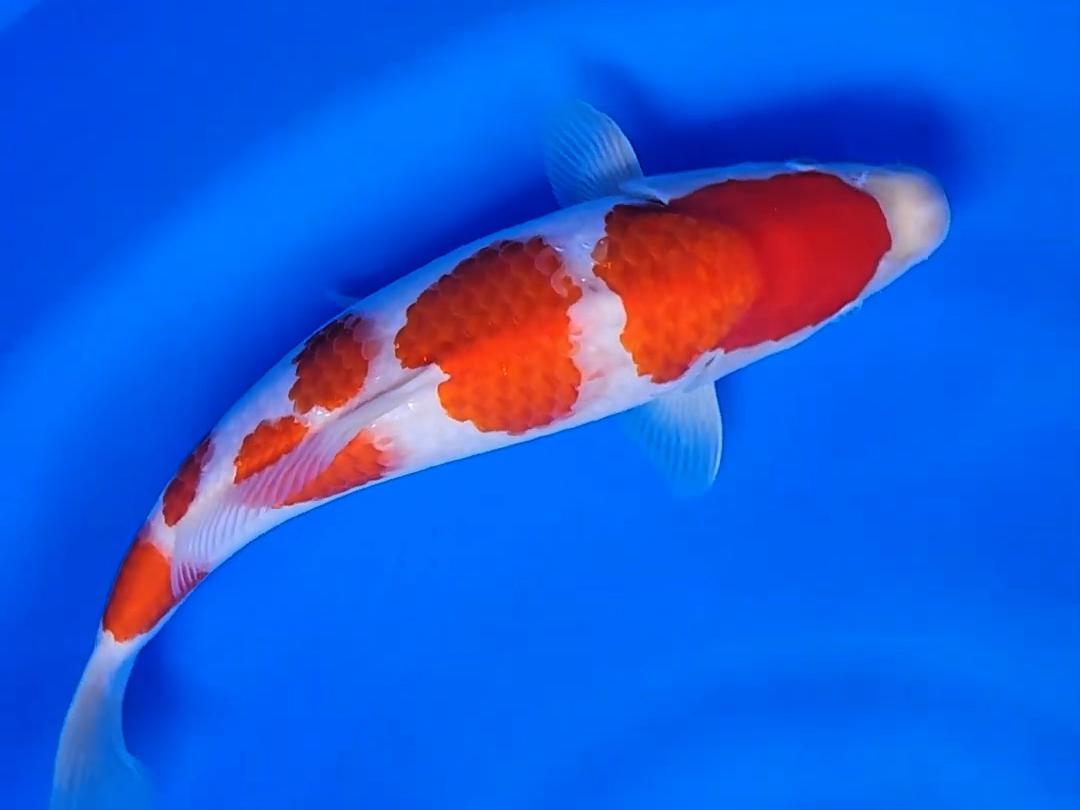 五段红白锦鲤,桃太郞三十六公分的观赏鱼.