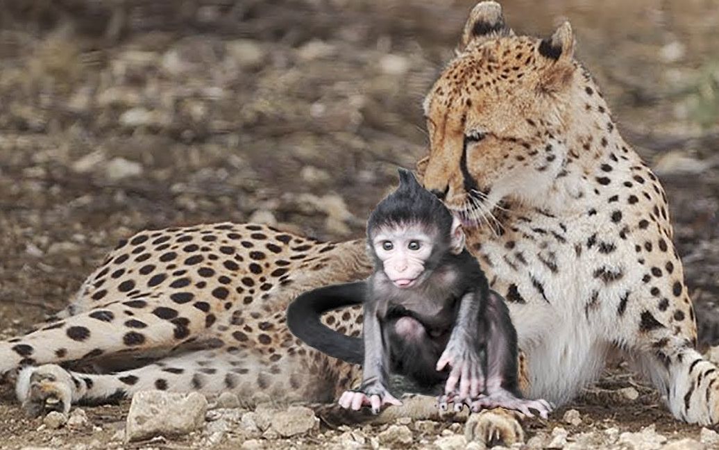 猎豹在抚养宝宝后接受婴儿,宝宝的治疗- 豹与狒狒真实的故事!