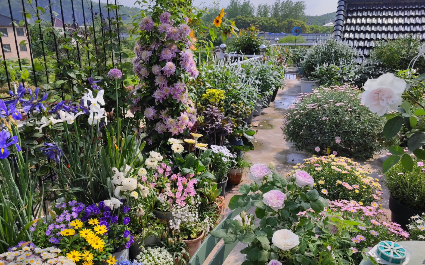 4月19日露台花园全景打卡 今天开始持续日更我家花园花开花落 告别摆拍标签 你们的云养花园博主回来啦!哔哩哔哩bilibili