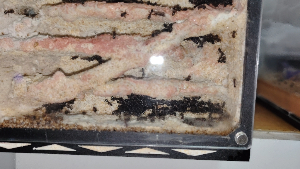 新入手的蚁巢养双色曲颊猛蚁