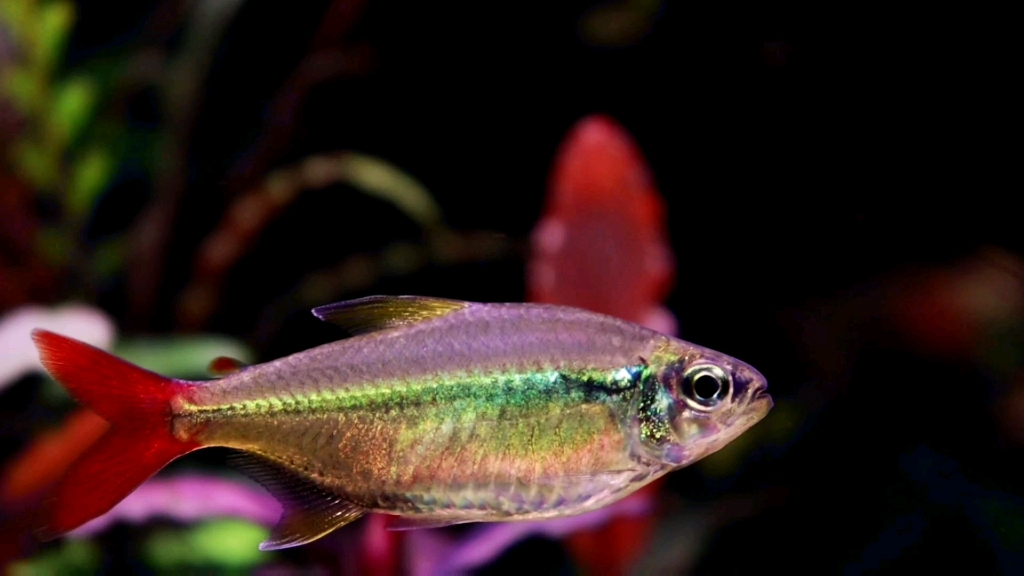 红尾科佩伊_哔哩哔哩_bilibili